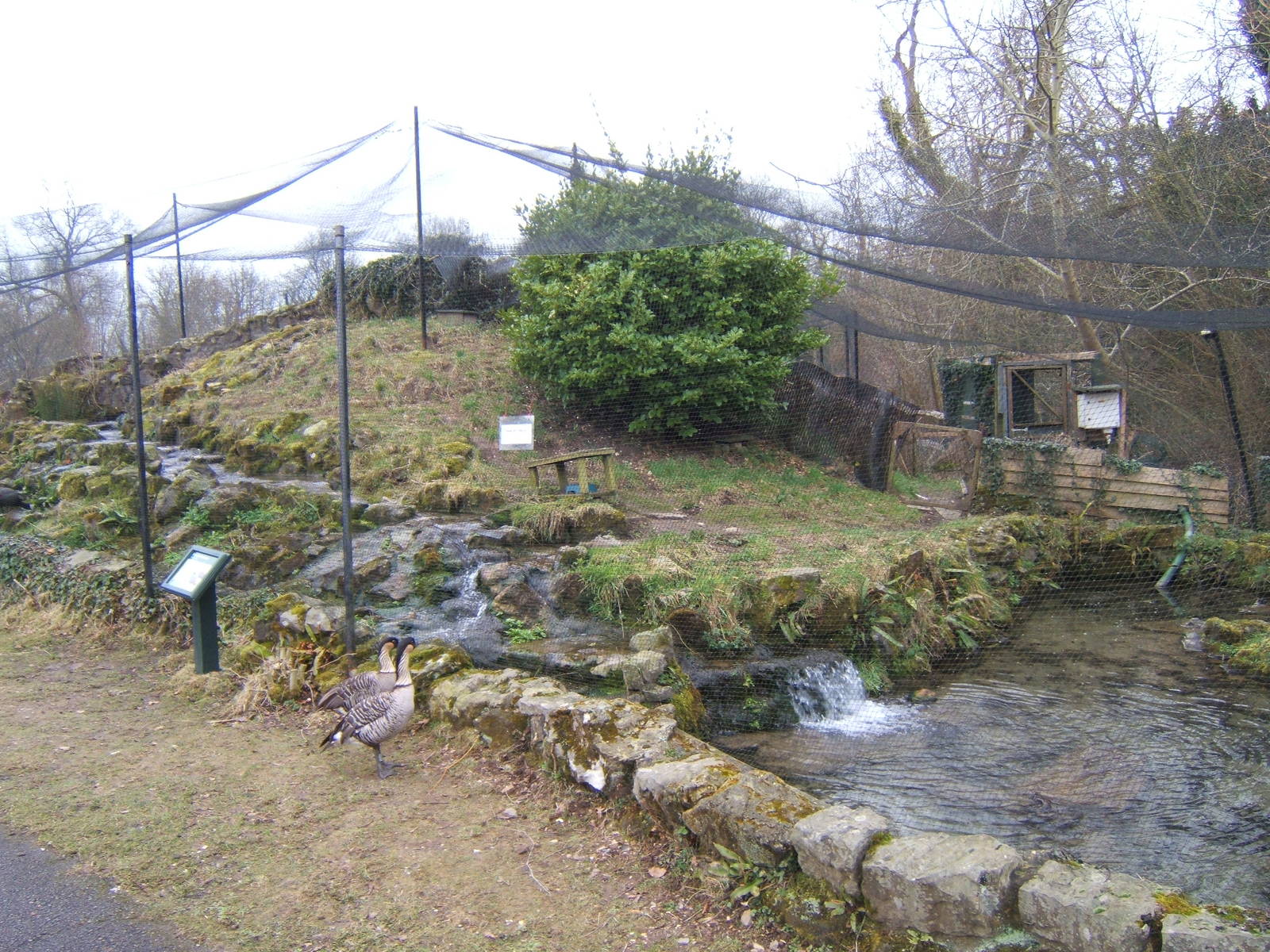 Blue Duck enclosure with 2 Nene`s looking at it