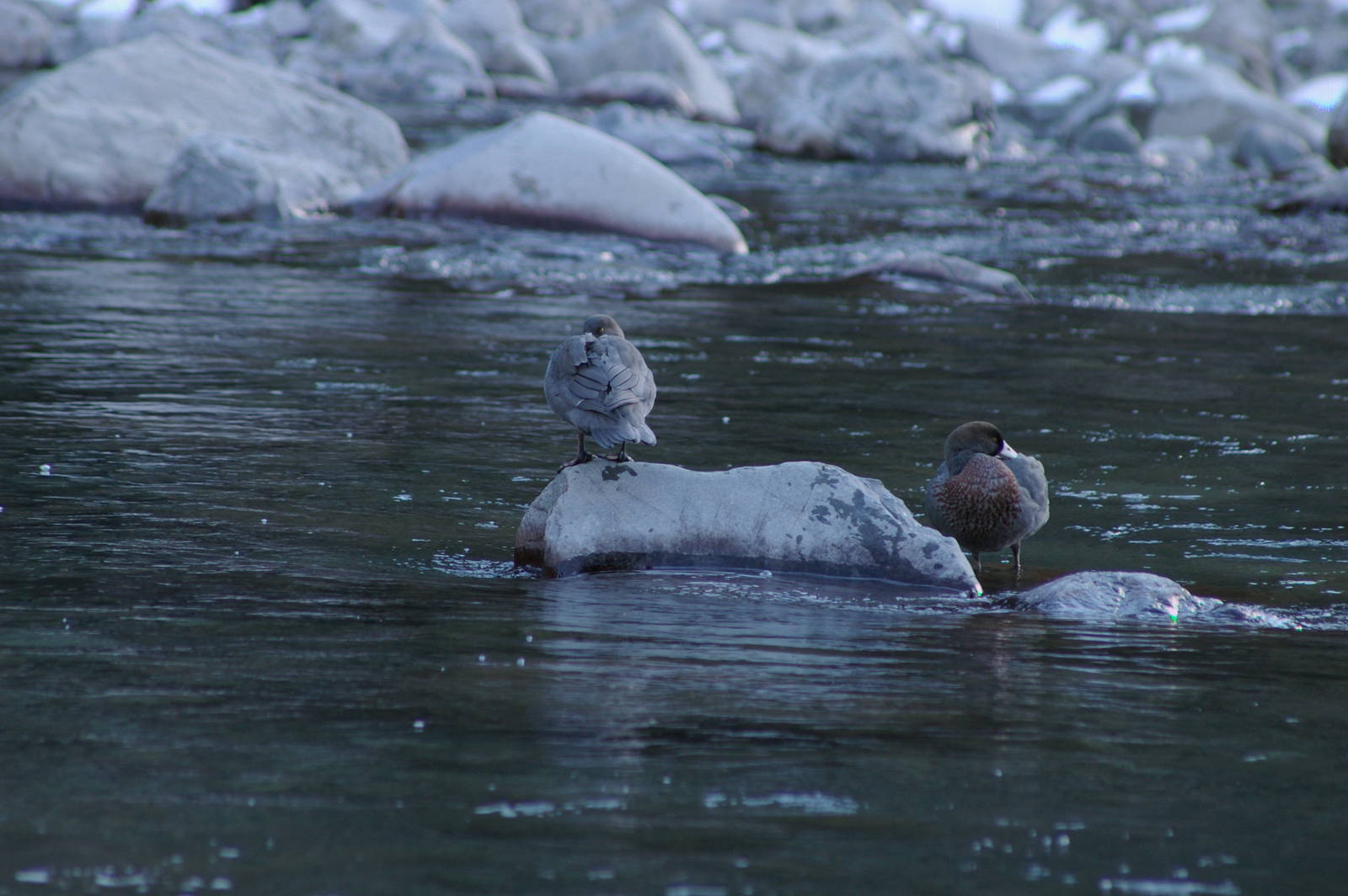 Blue Duck (Hymenolaimus malacorhynchos)