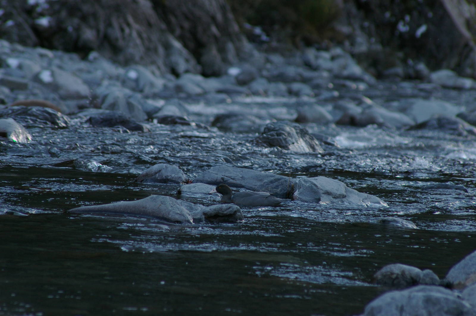 Blue Duck (Hymenolaimus malacorhynchos)