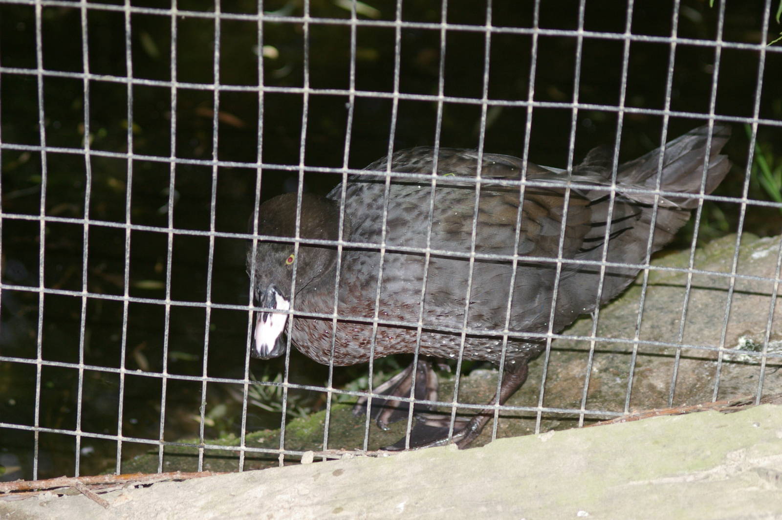 blue duck (Hymenolaimus malacorhynchos)
