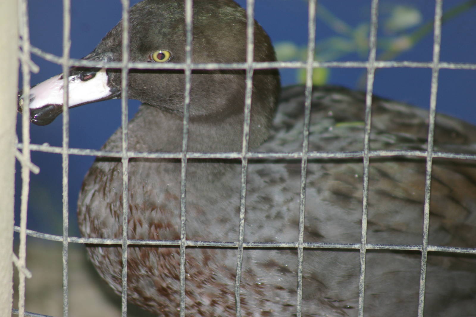 blue duck (Hymenolaimus malacorhynchos)