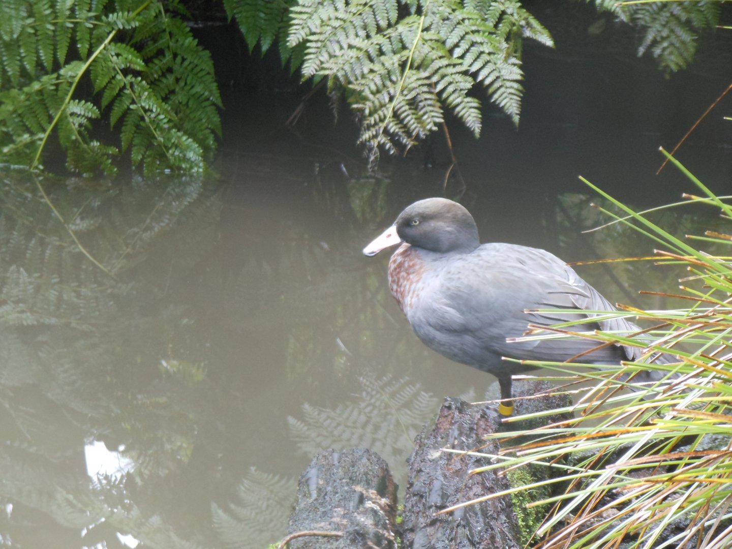 Blue Duck (Hymenolaimus malacorhynchos)
