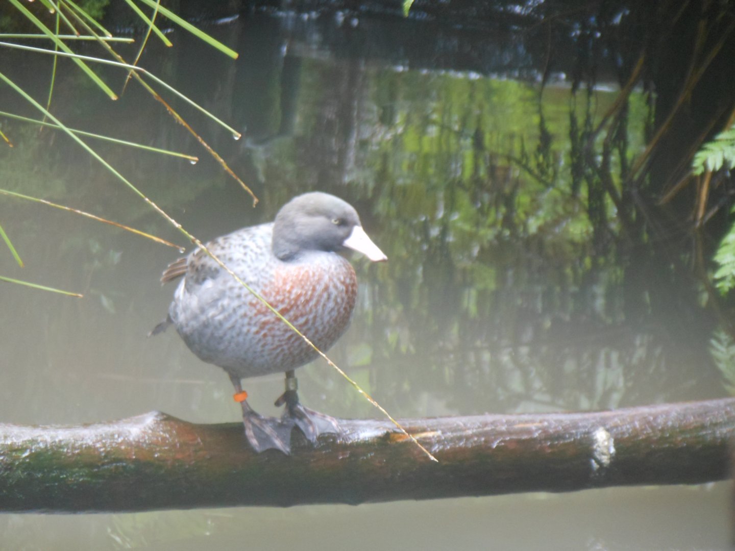 Blue Duck (Hymenolaimus malacorhynchos)