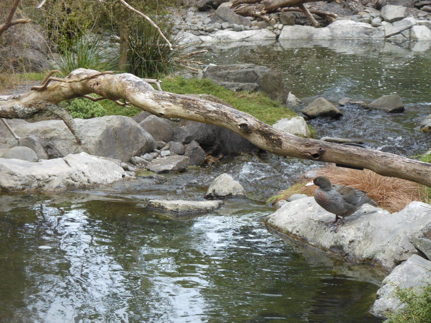 Blue Duck (Hymenolaimus malacorhynchos