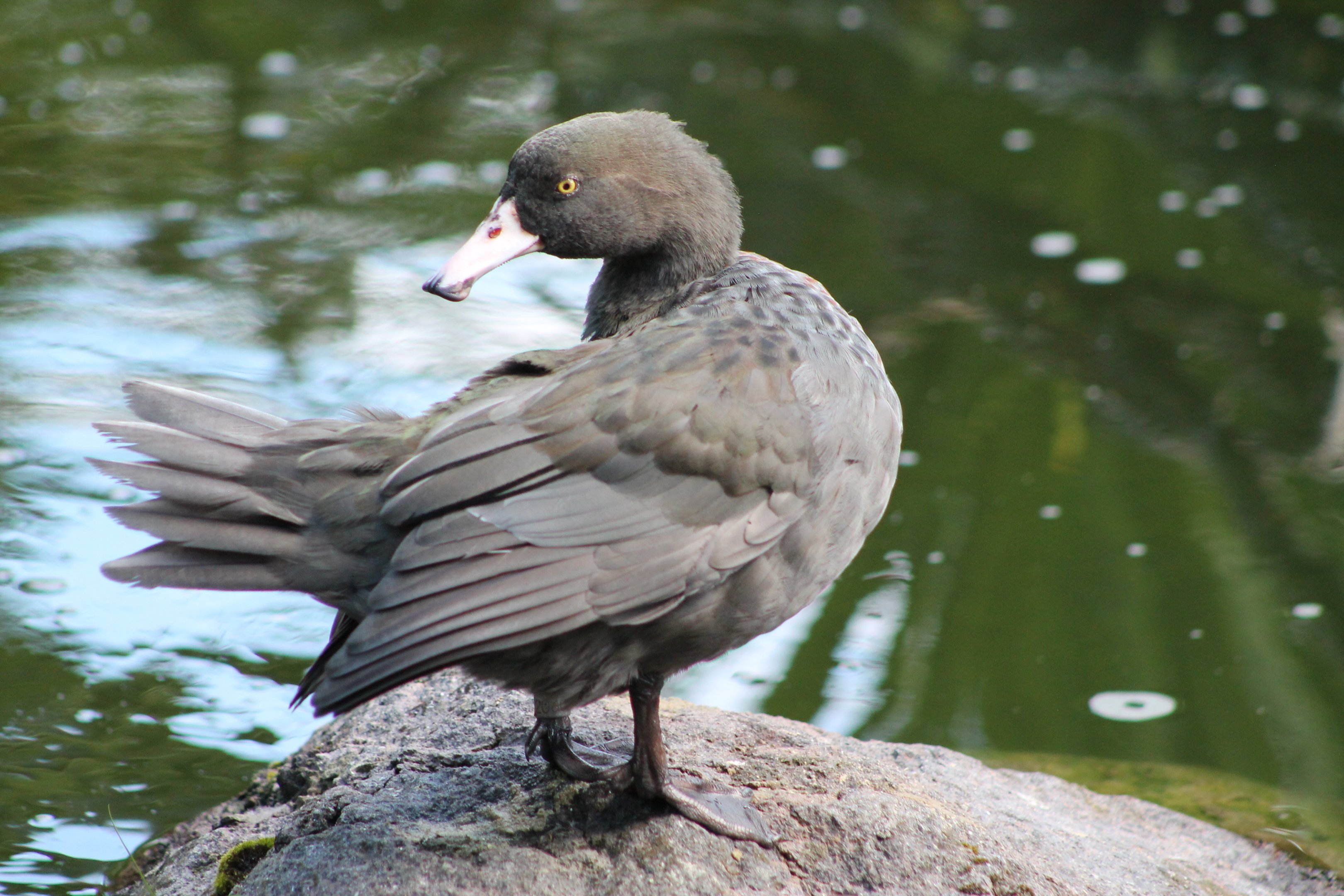 Blue Duck (Hymenolaimus malacorhynchos)