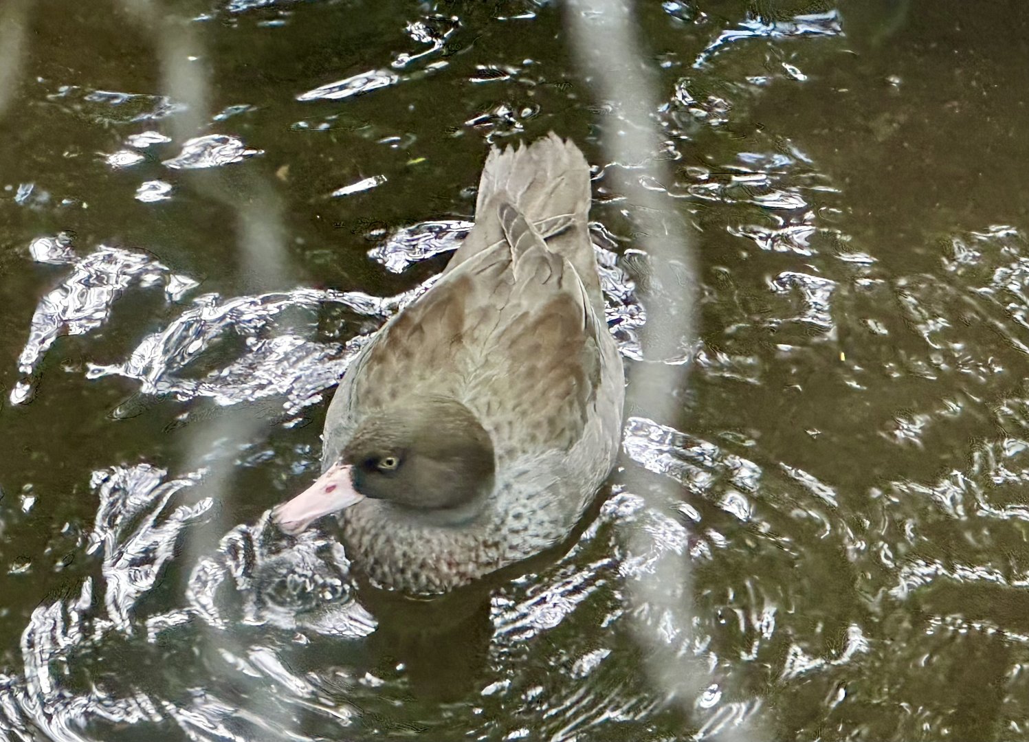 Blue duck (Hymenolaimus malacorhynchos)