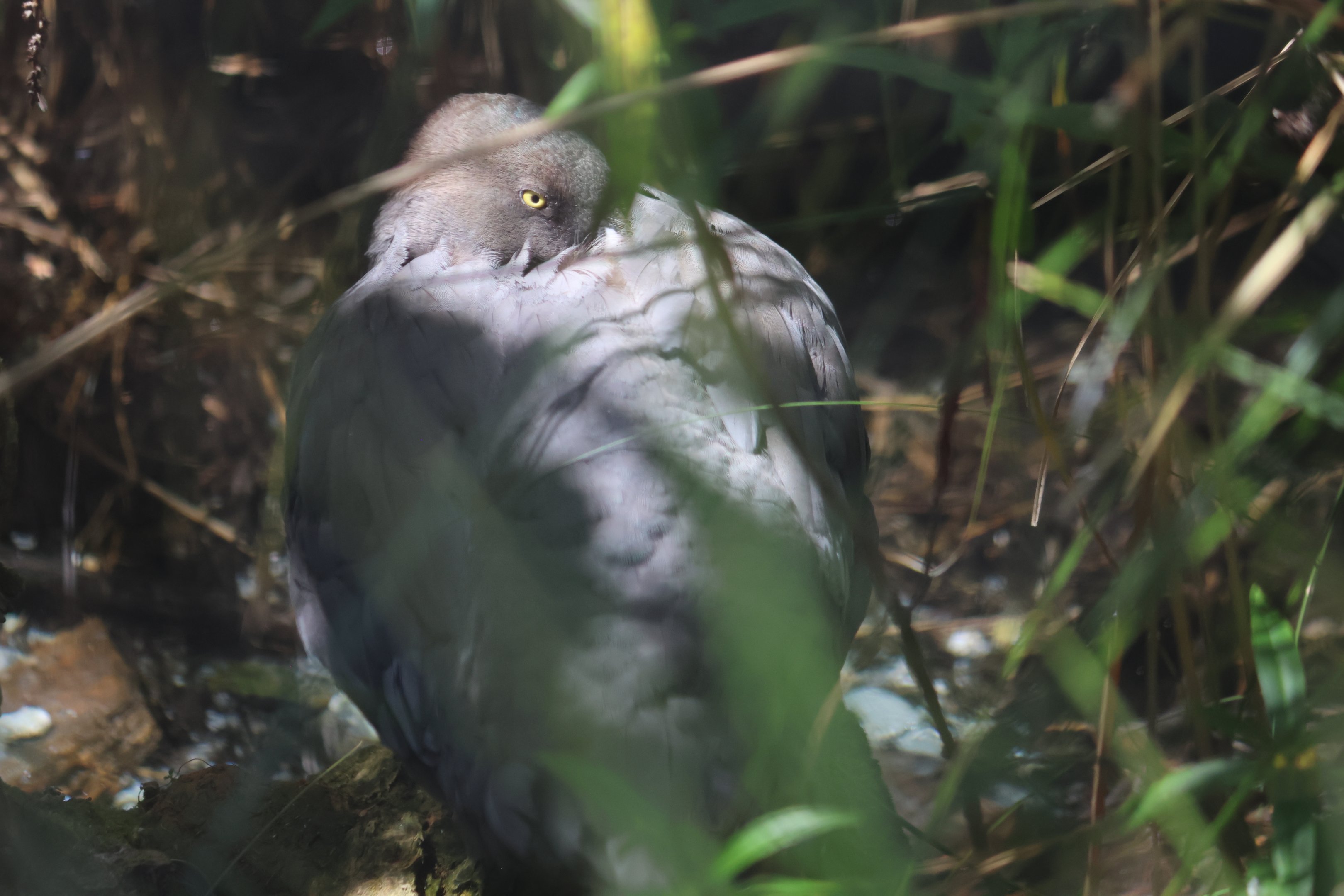 Blue Duck (Hymenolaimus malacorhynchos)