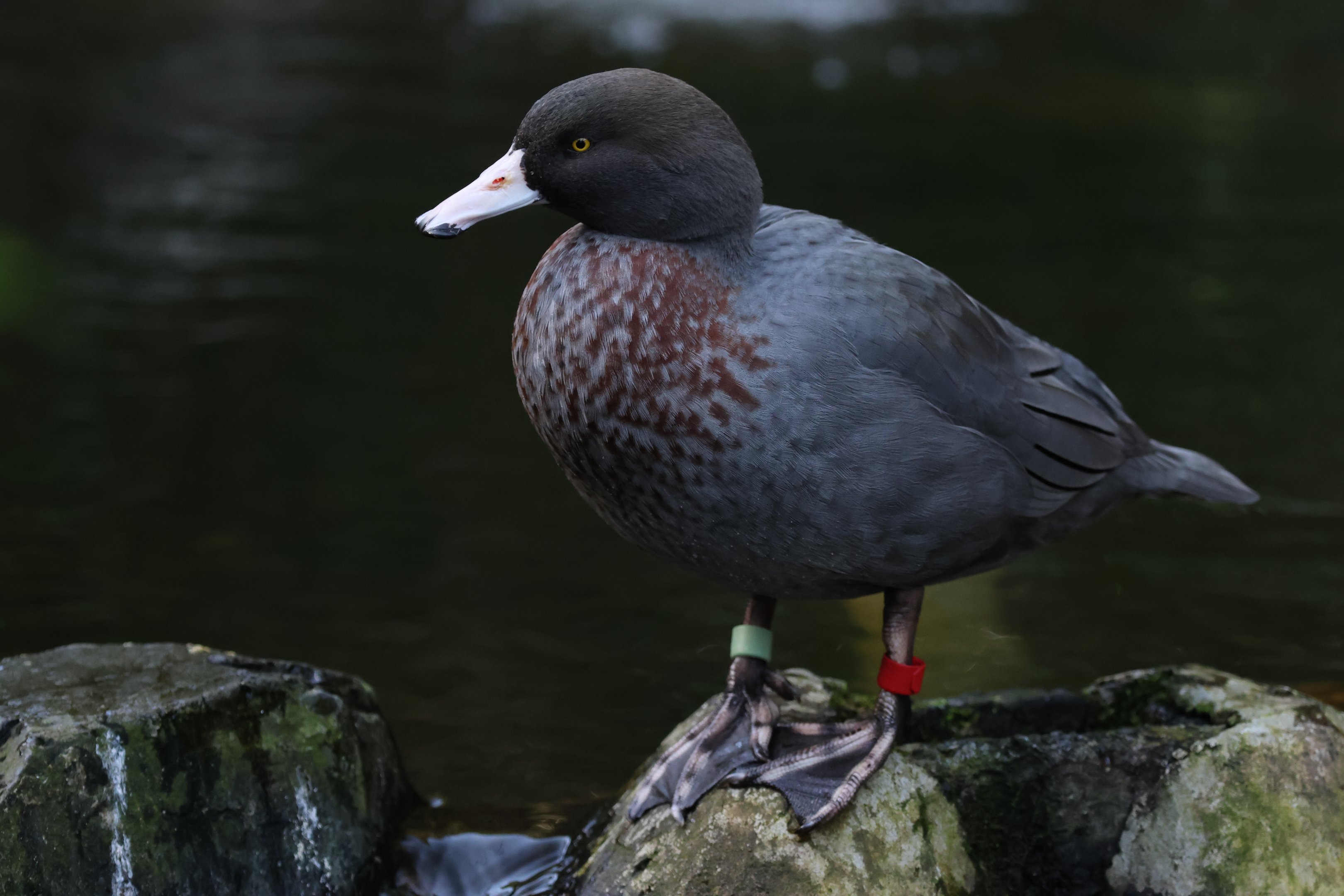 Blue Duck (Hymenolaimus malacorhynchos)