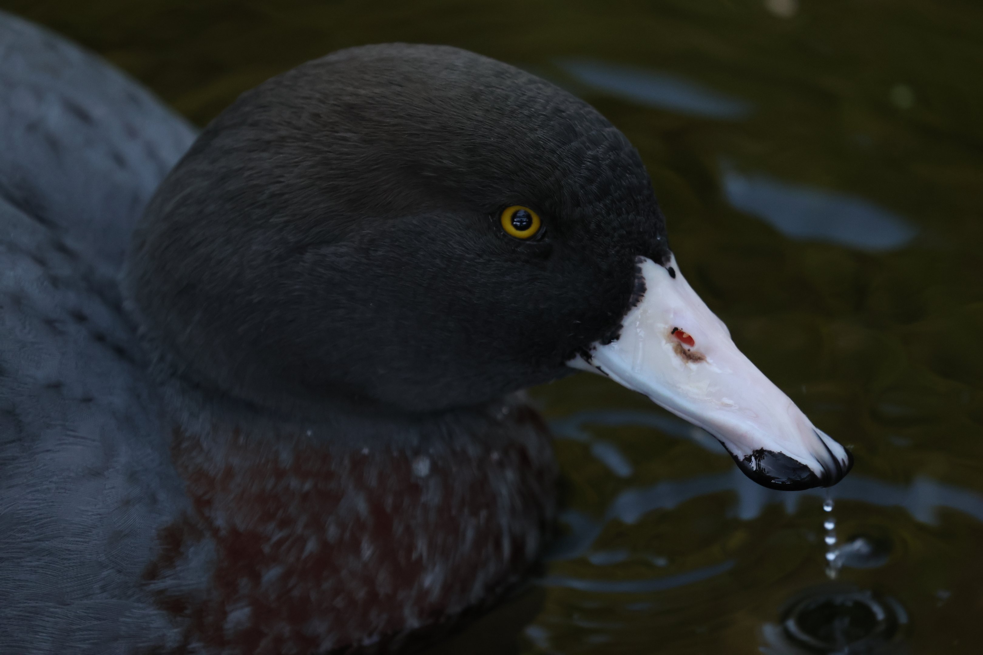 Blue Duck (Hymenolaimus malacorhynchos)