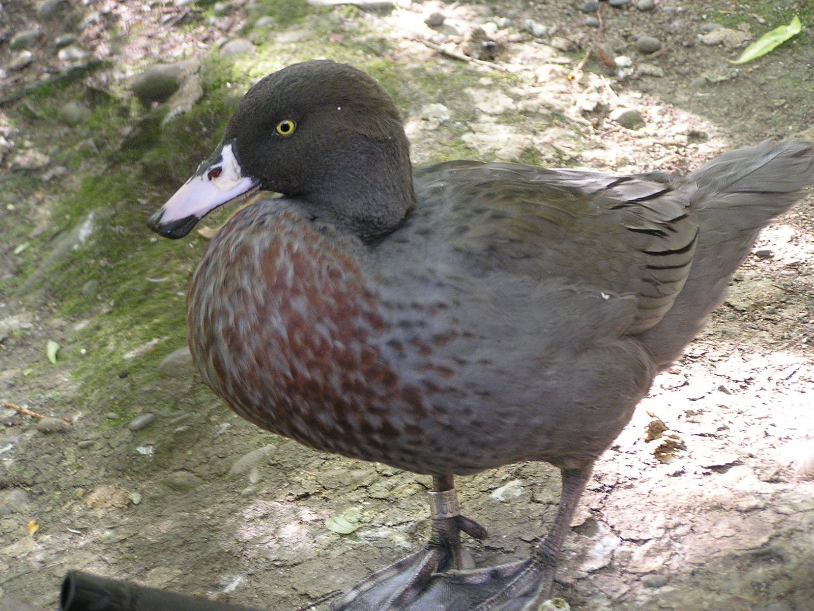 Blue duck/ Hymenolaimus malacorhynchus
