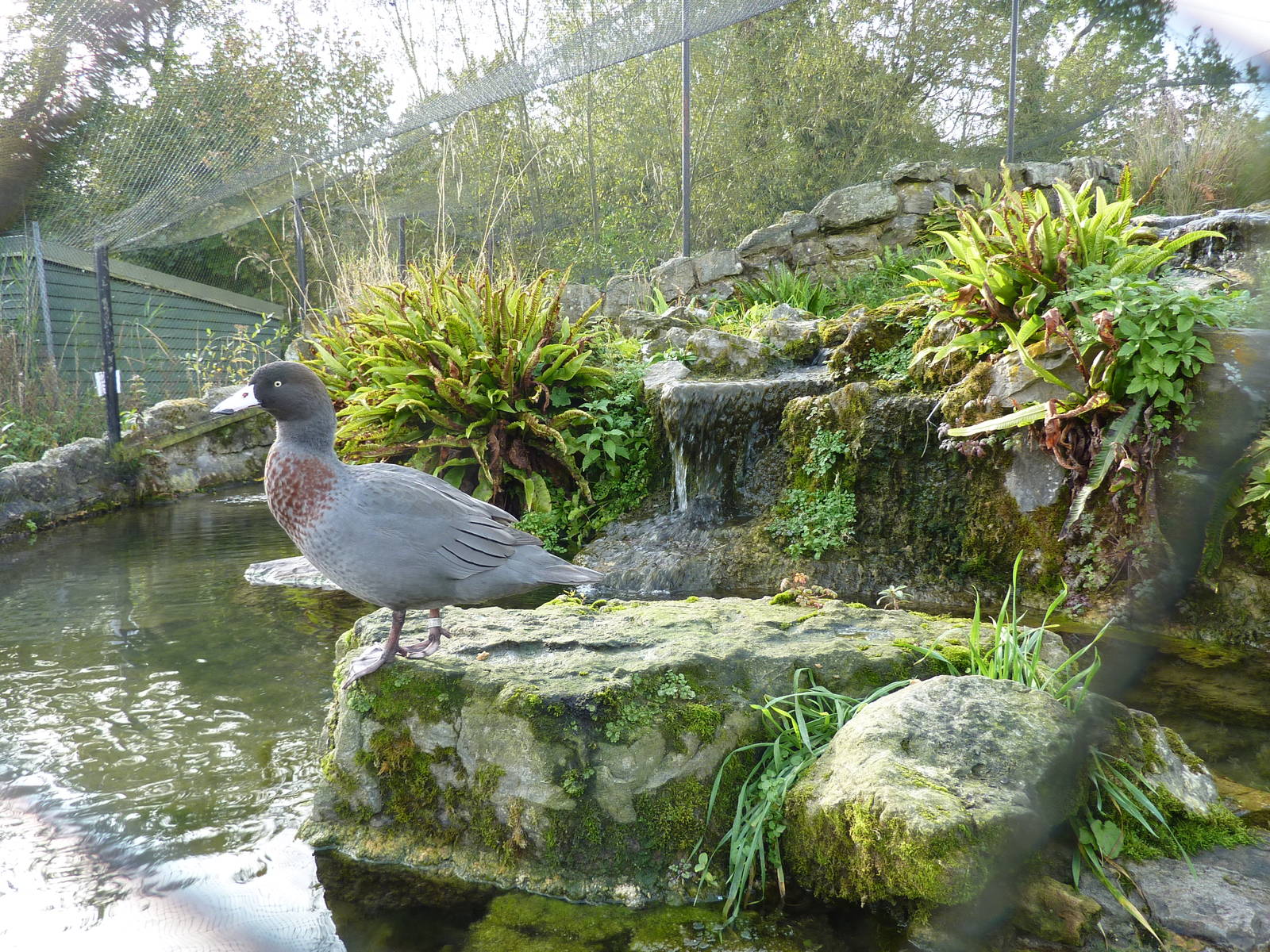 Blue duck in enclosure, 17th October 2012.