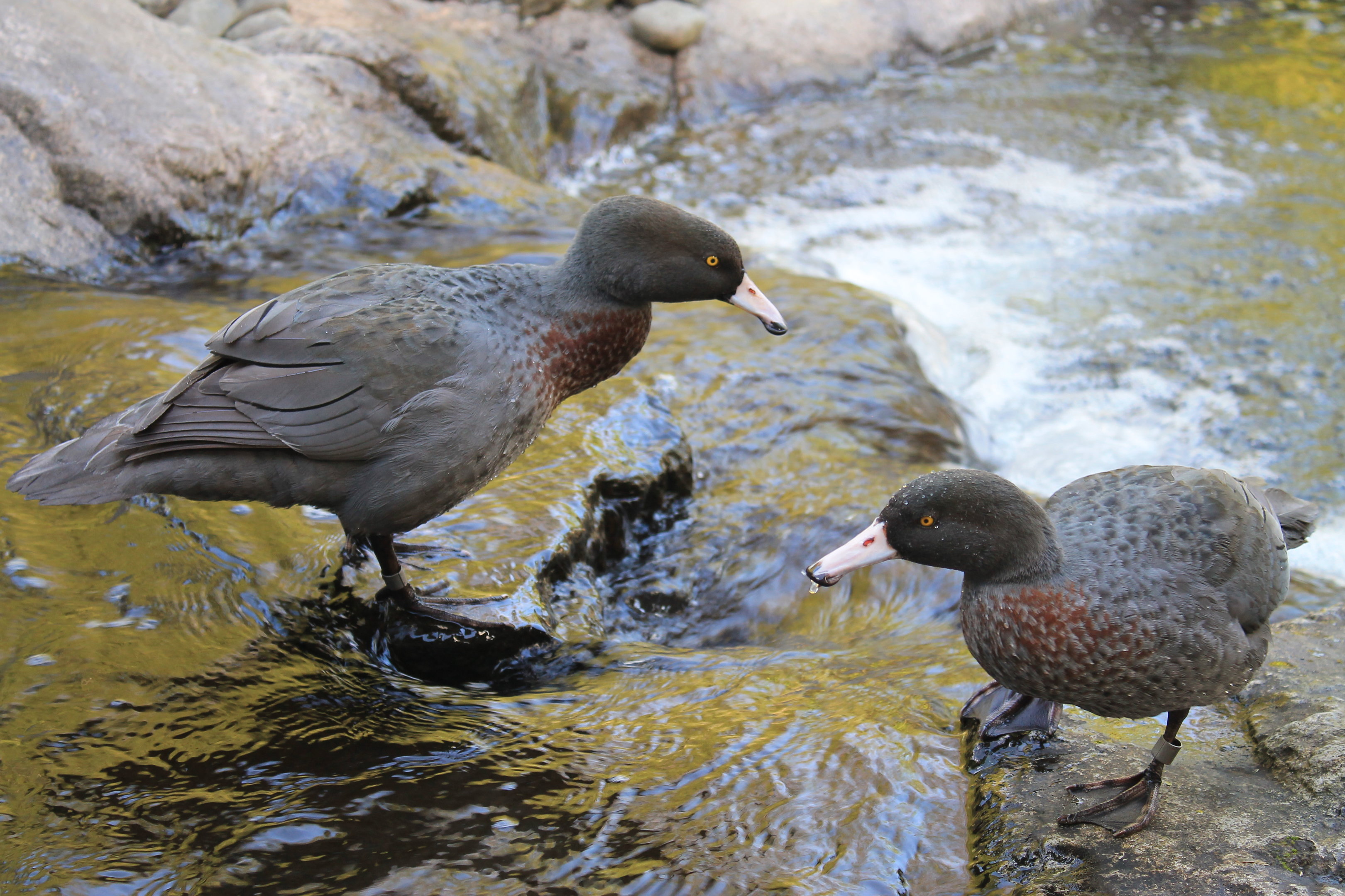 Blue Duck pair