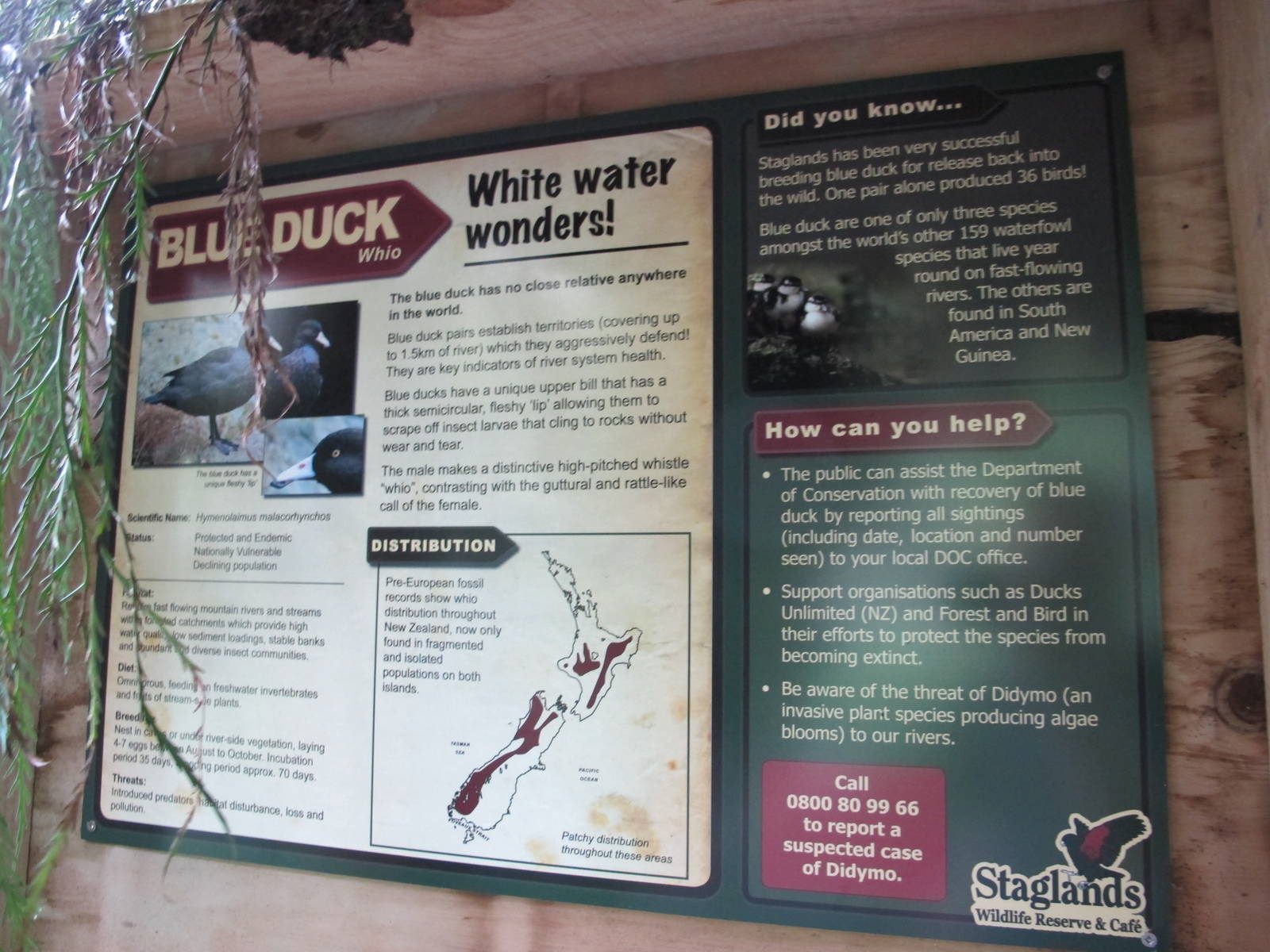 Blue Duck Signage - Staglands 2013