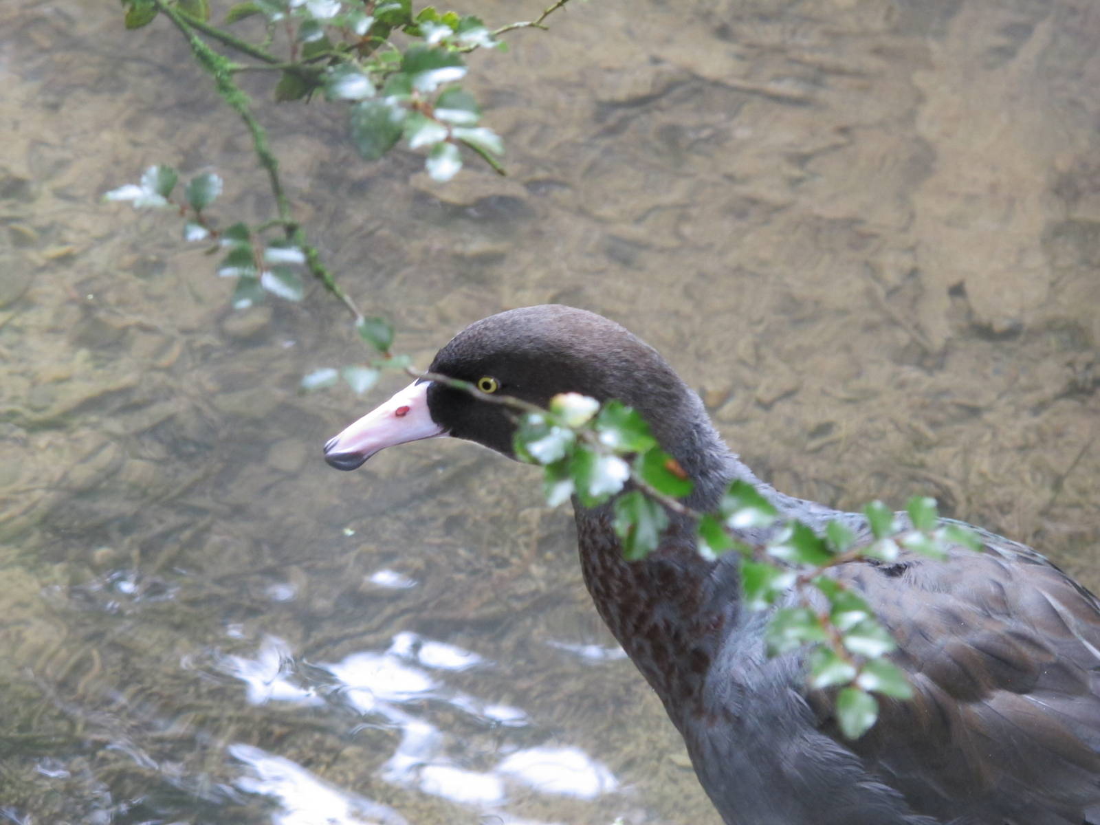 Blue Duck - Staglands 2013