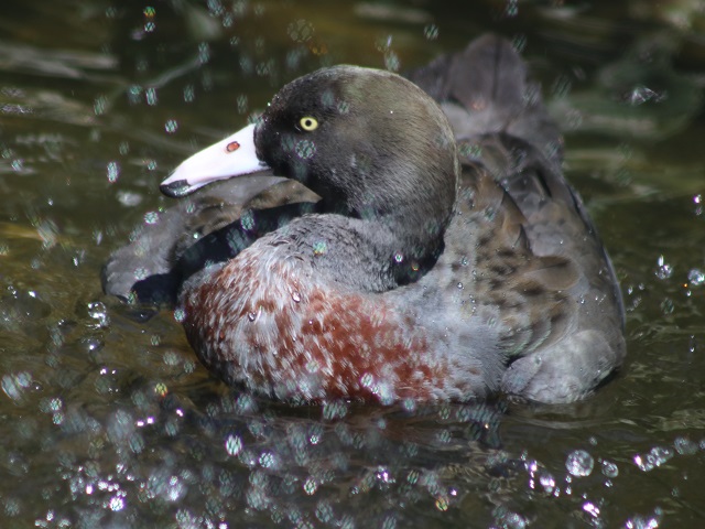 Blue Duck