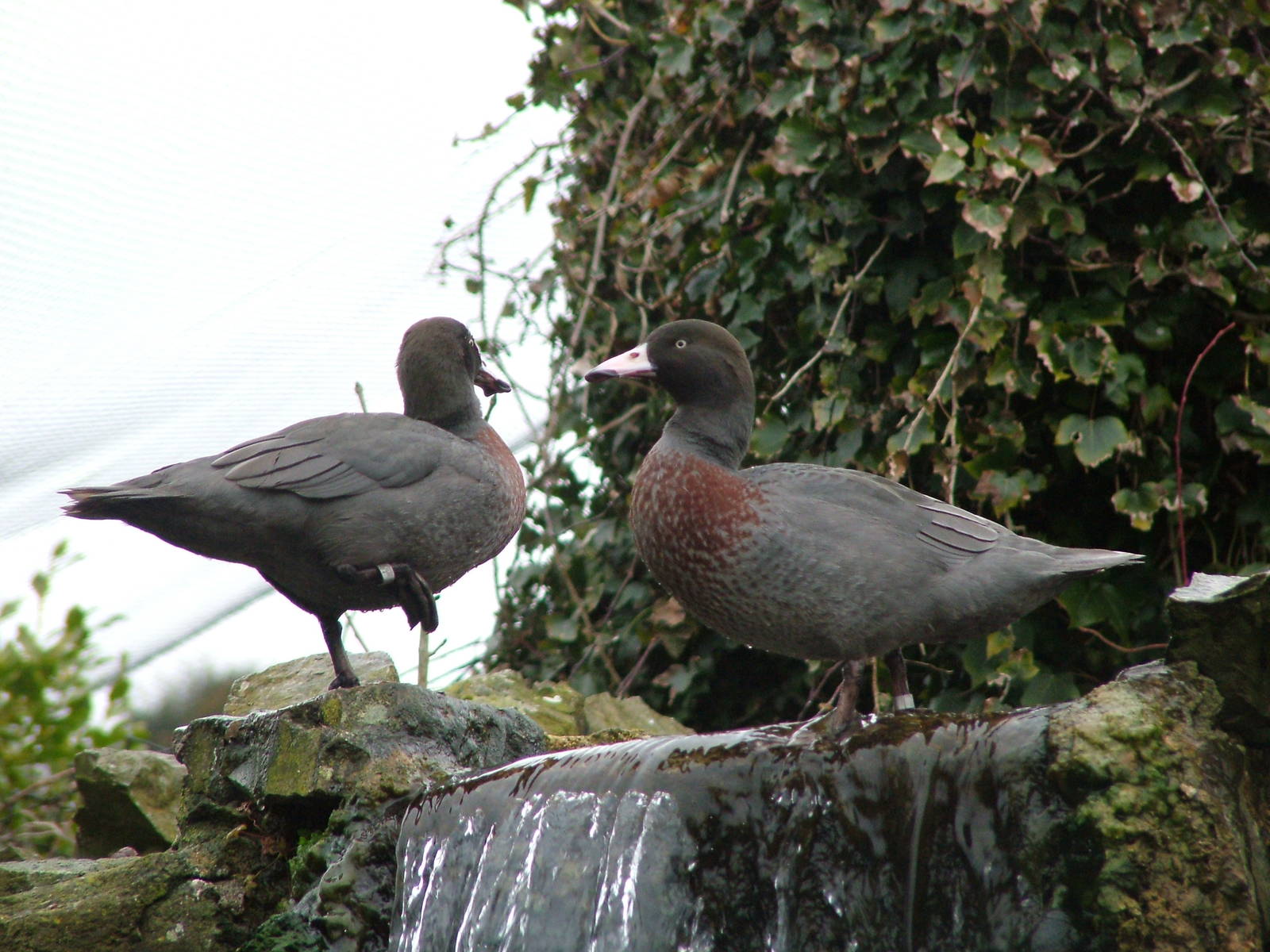 Blue Ducks at Arundel WWT 13/03/10