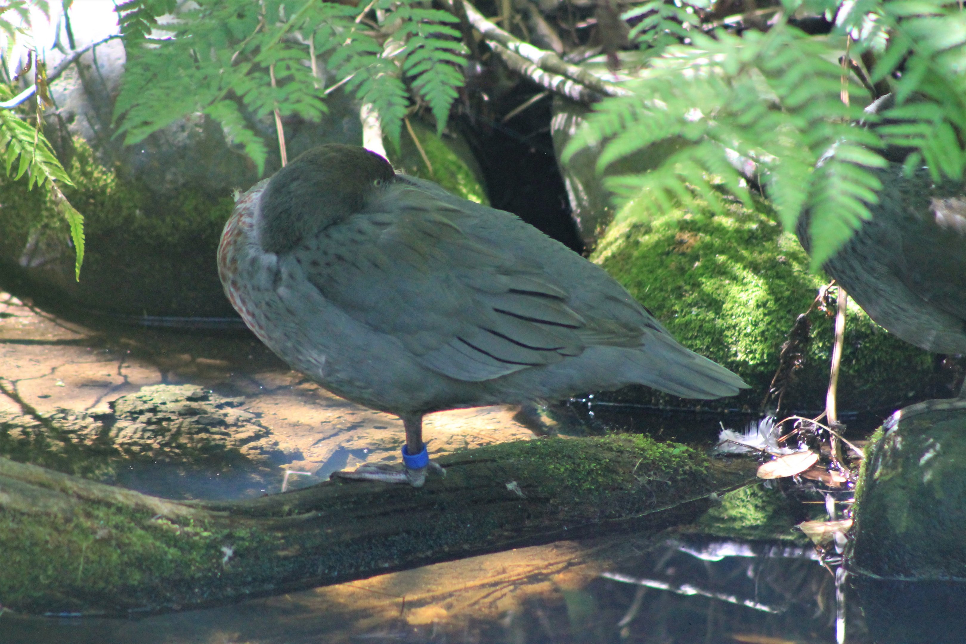 Blue Ducks (Hymenolaimus malacorhynchos)