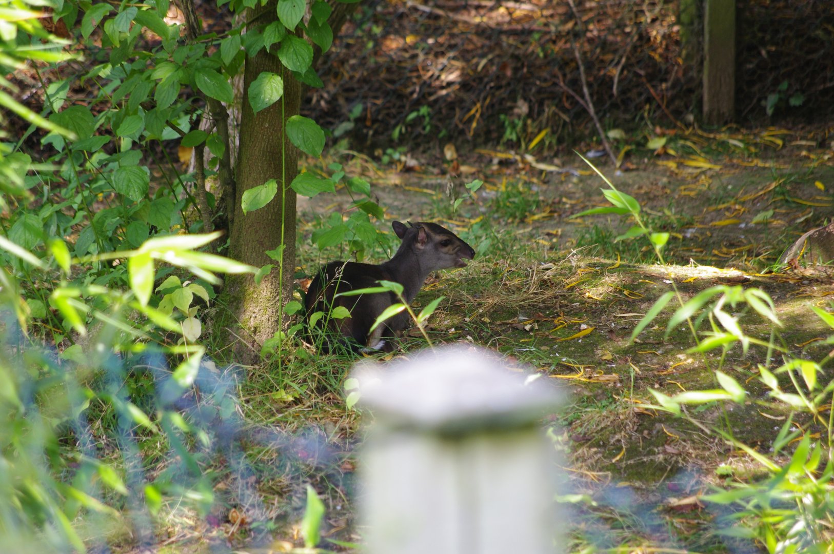 Blue Duiker- 2/8/2024