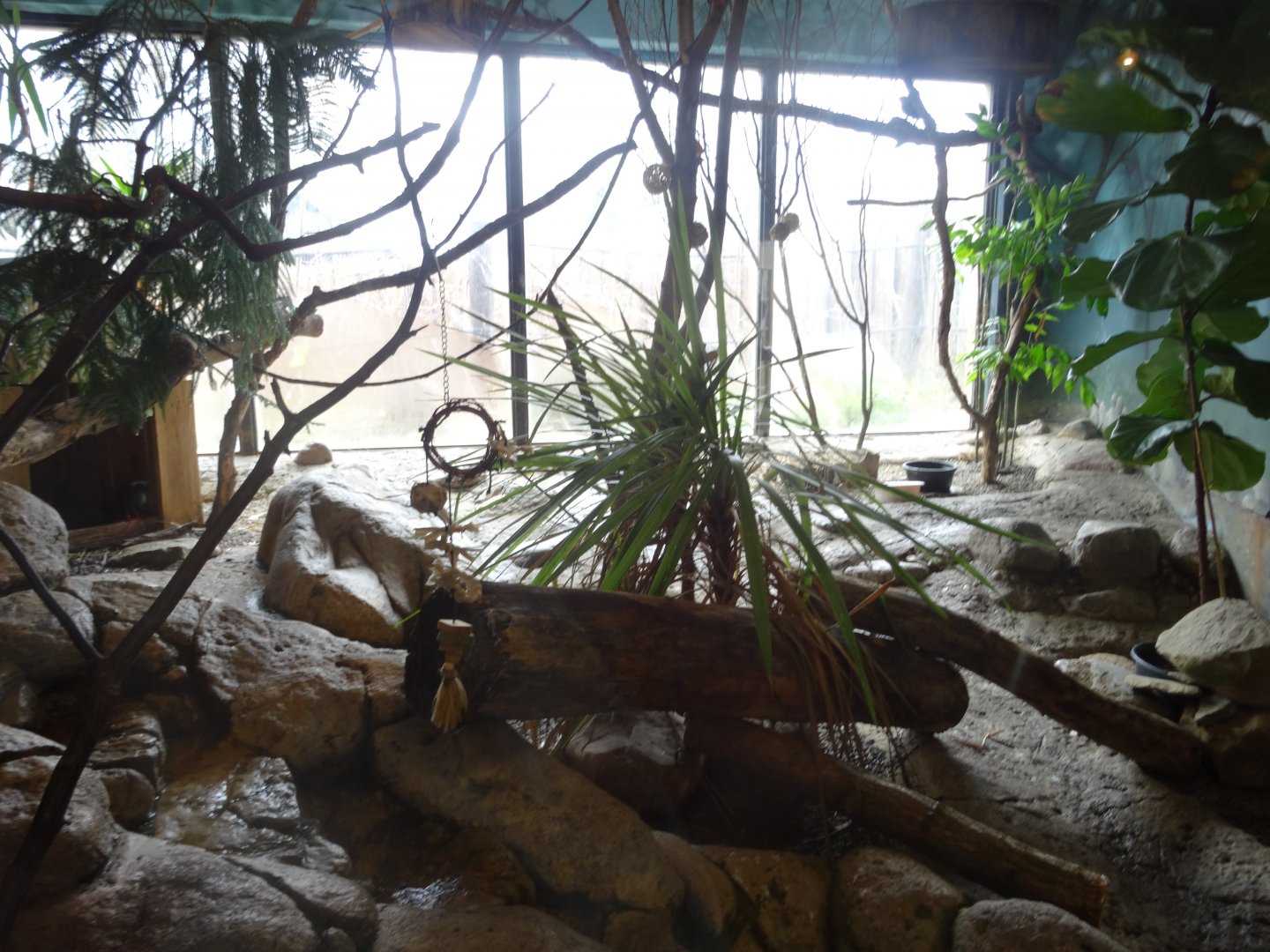 Blue Duiker/African Birds Exhibit