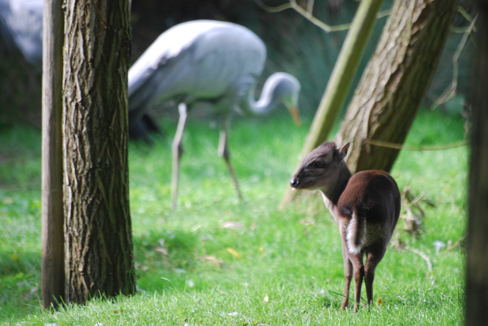 Blue duiker and blue crane