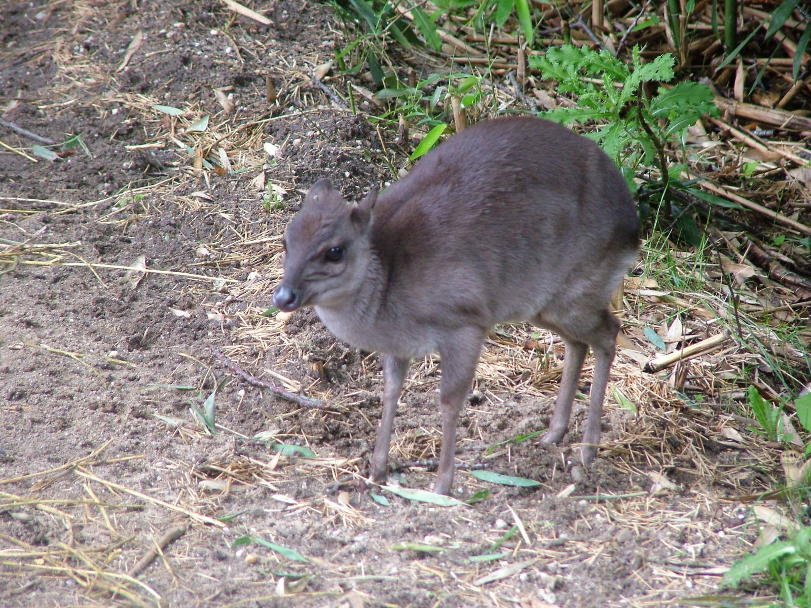 Blue Duiker at Burgers Zoo Arnhem, 29/08/10