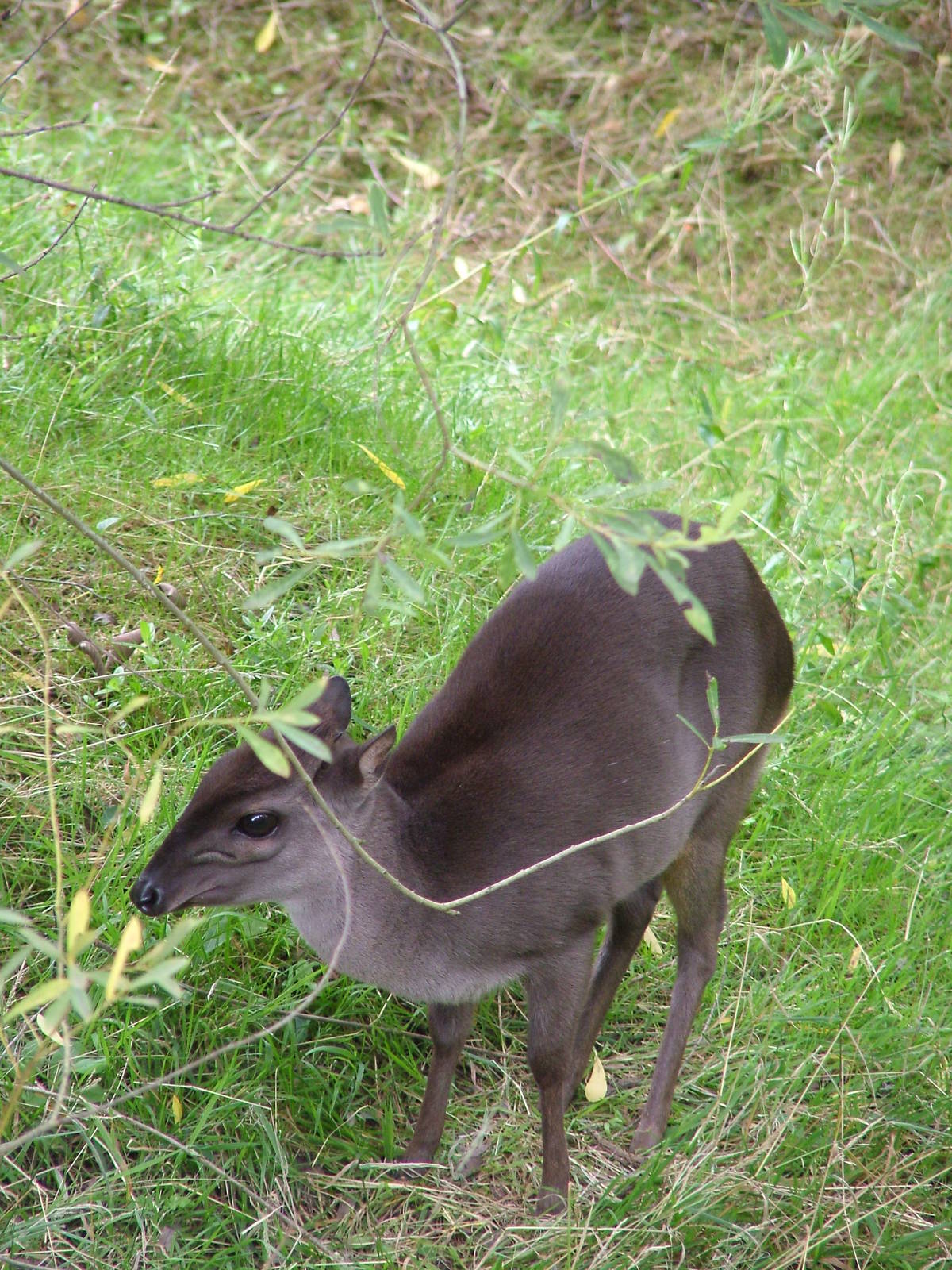 Blue Duiker at Colchester, 28/08/10