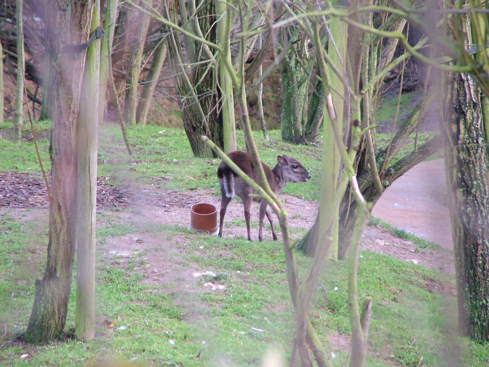 Blue Duiker at Colchester 29/11/09