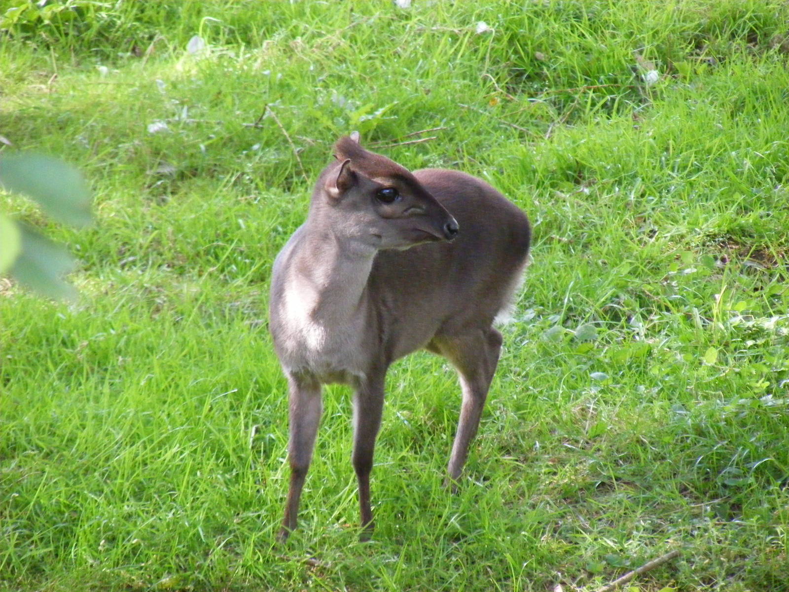 Blue duiker at Colchester Zoo, 17 September 2010