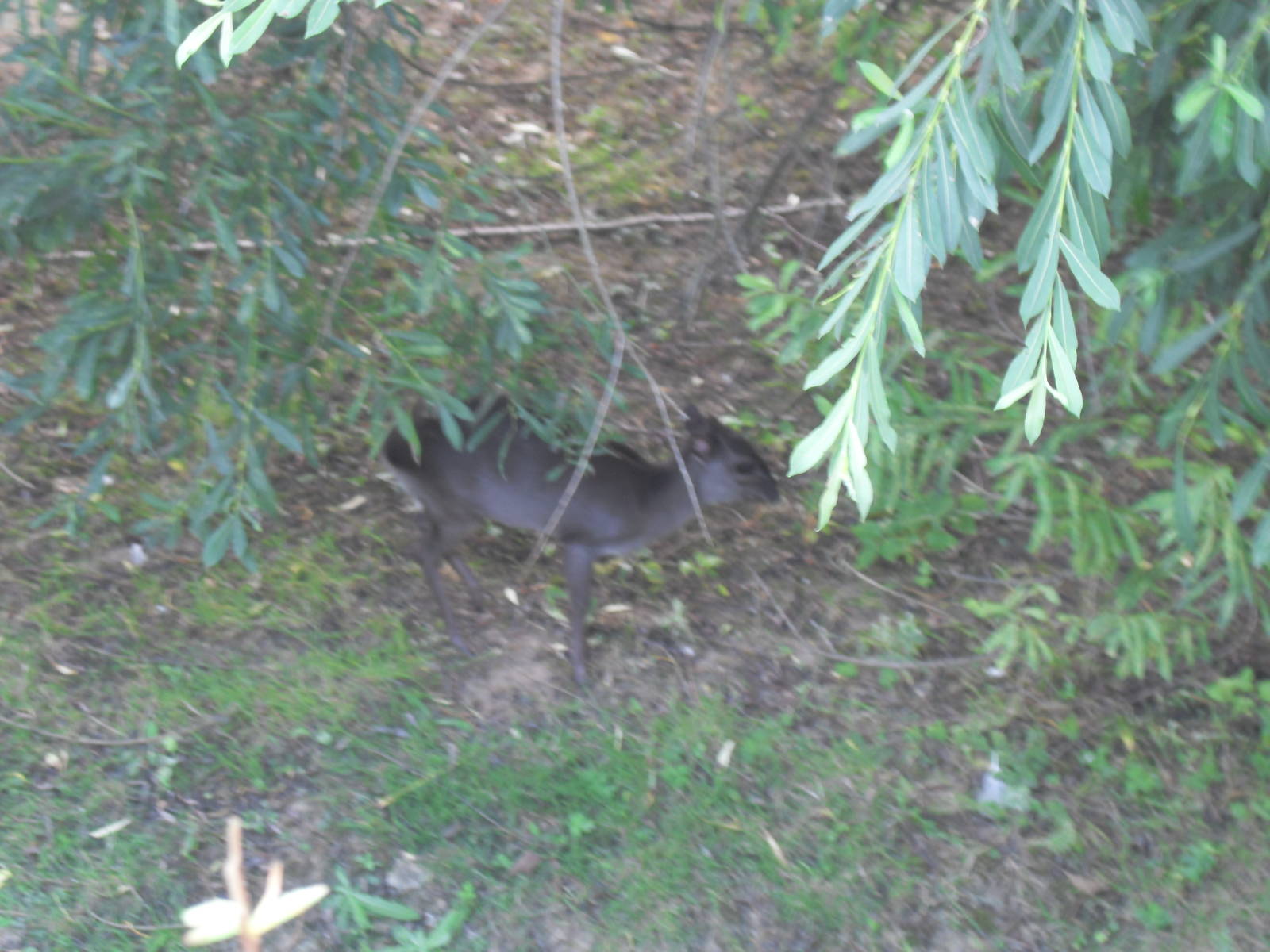 Blue Duiker at Edge of Africa (9/8/09)