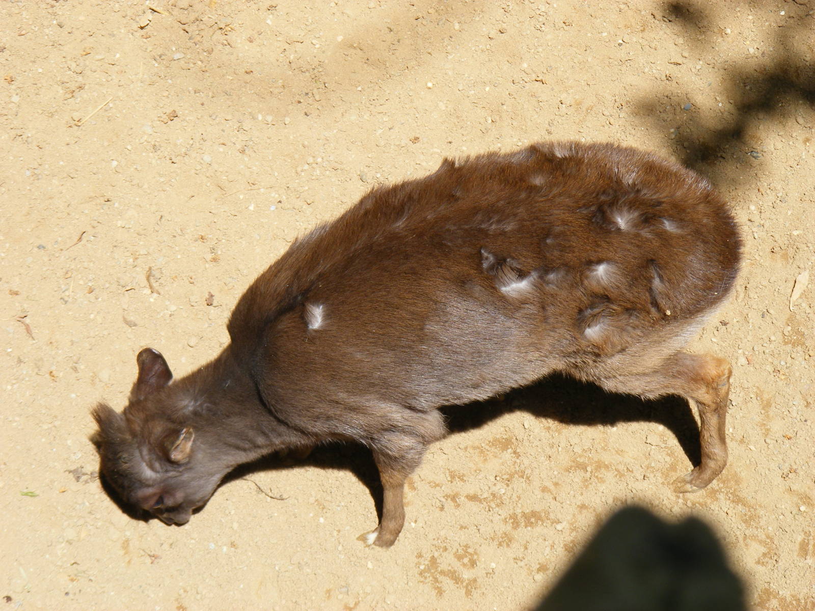 Blue duiker at Fuengirola Zoo, 30 April 2009