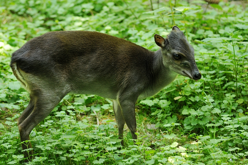 Blue duiker at Krefeld