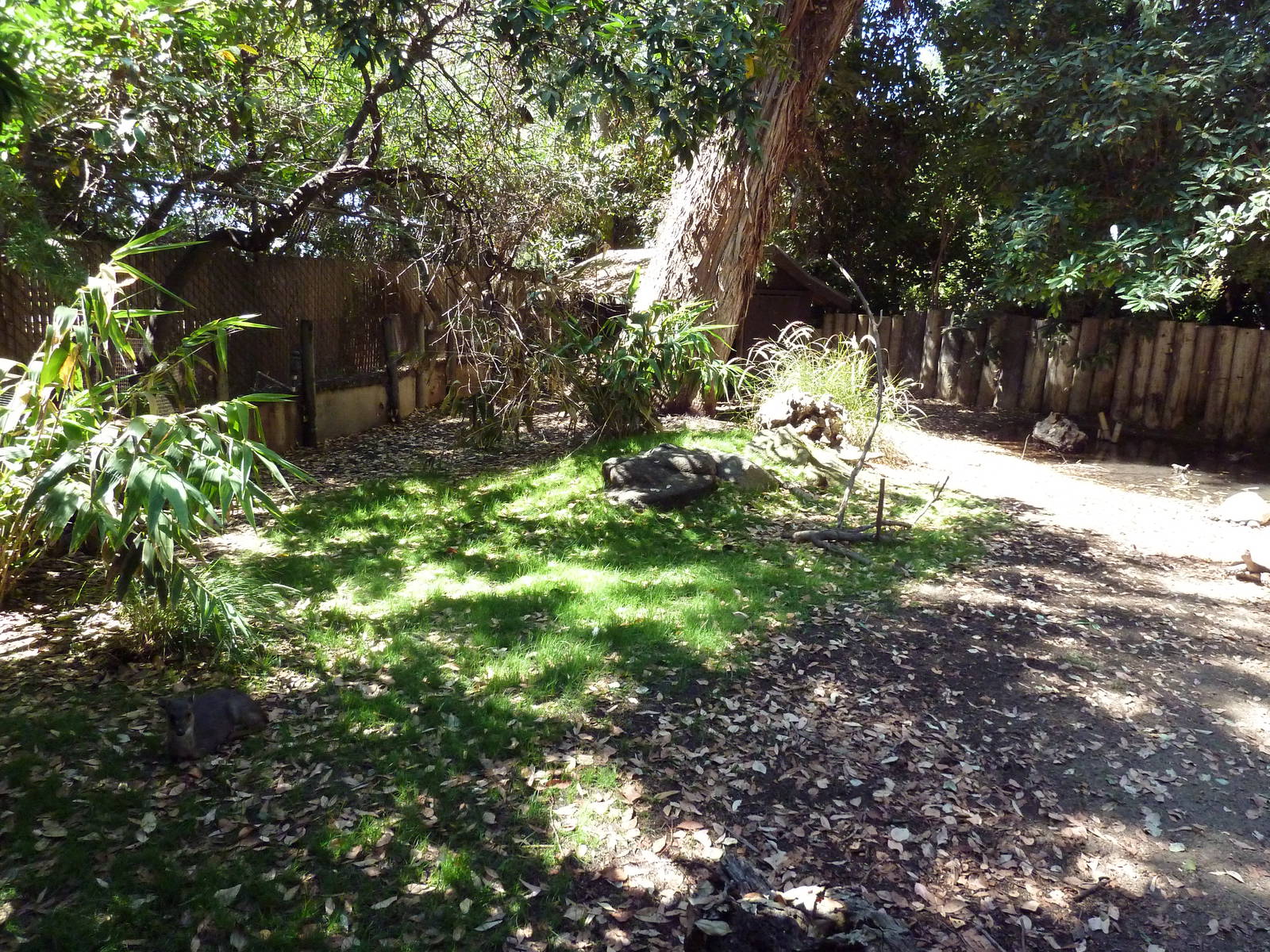 Blue Duiker/Burmese Brown Tortoise Exhibit