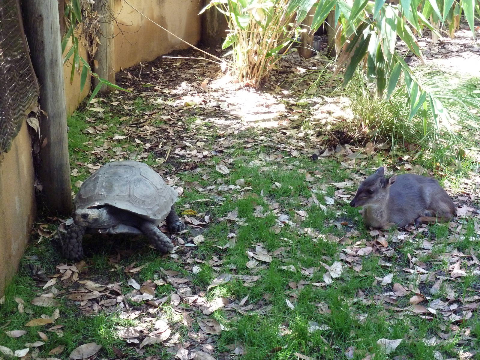 Blue Duiker + Burmese Brown Tortoise