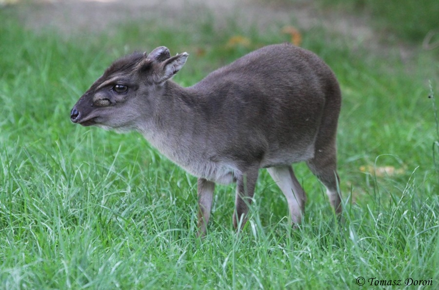 Blue Duiker (Cephalophus monticola)