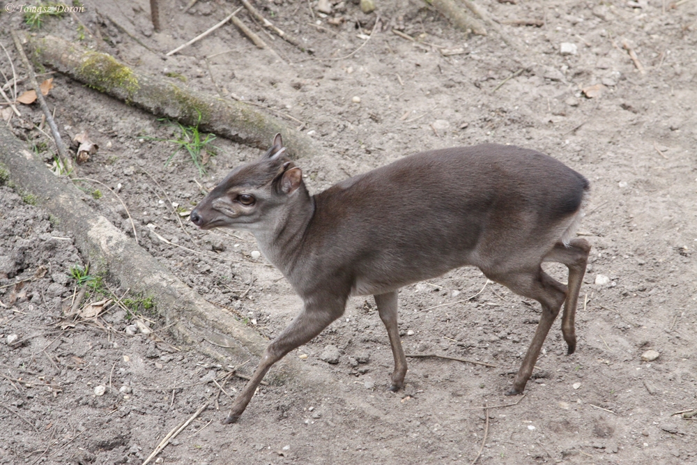 Blue Duiker (Cephalophus monticola)