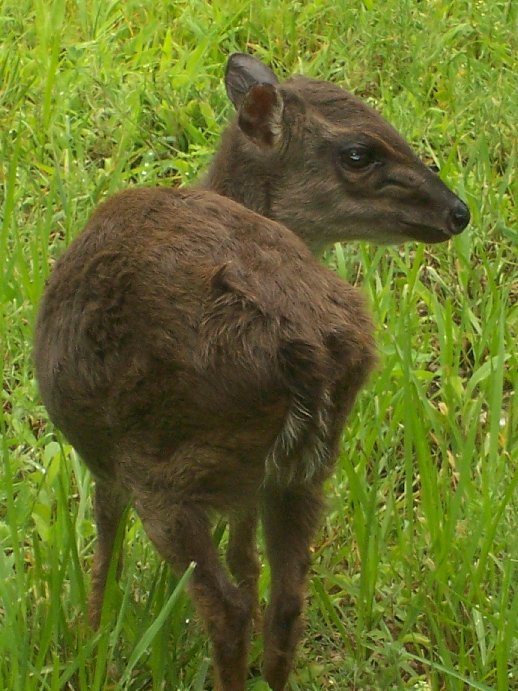 Blue Duiker (Cephalophus monticola)
