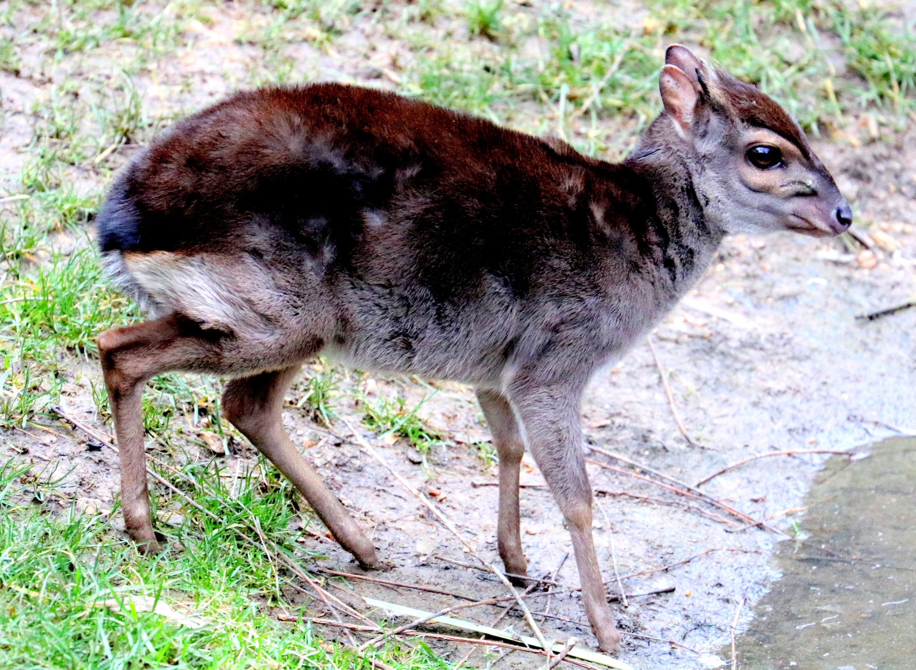 Blue duiker; Colchester; 13th January 2018