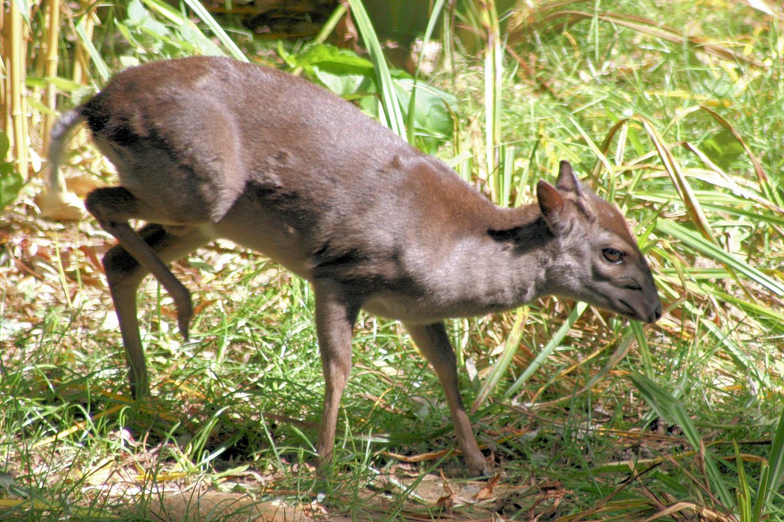 Blue duiker; Colchester; 21st August 2016