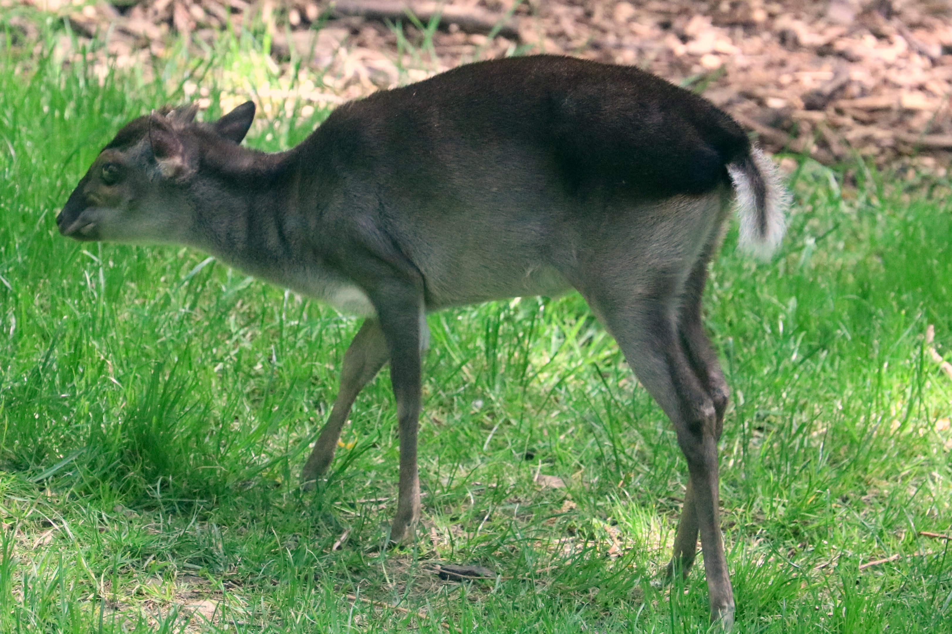 Blue duiker; Colchester; 6th May 2022