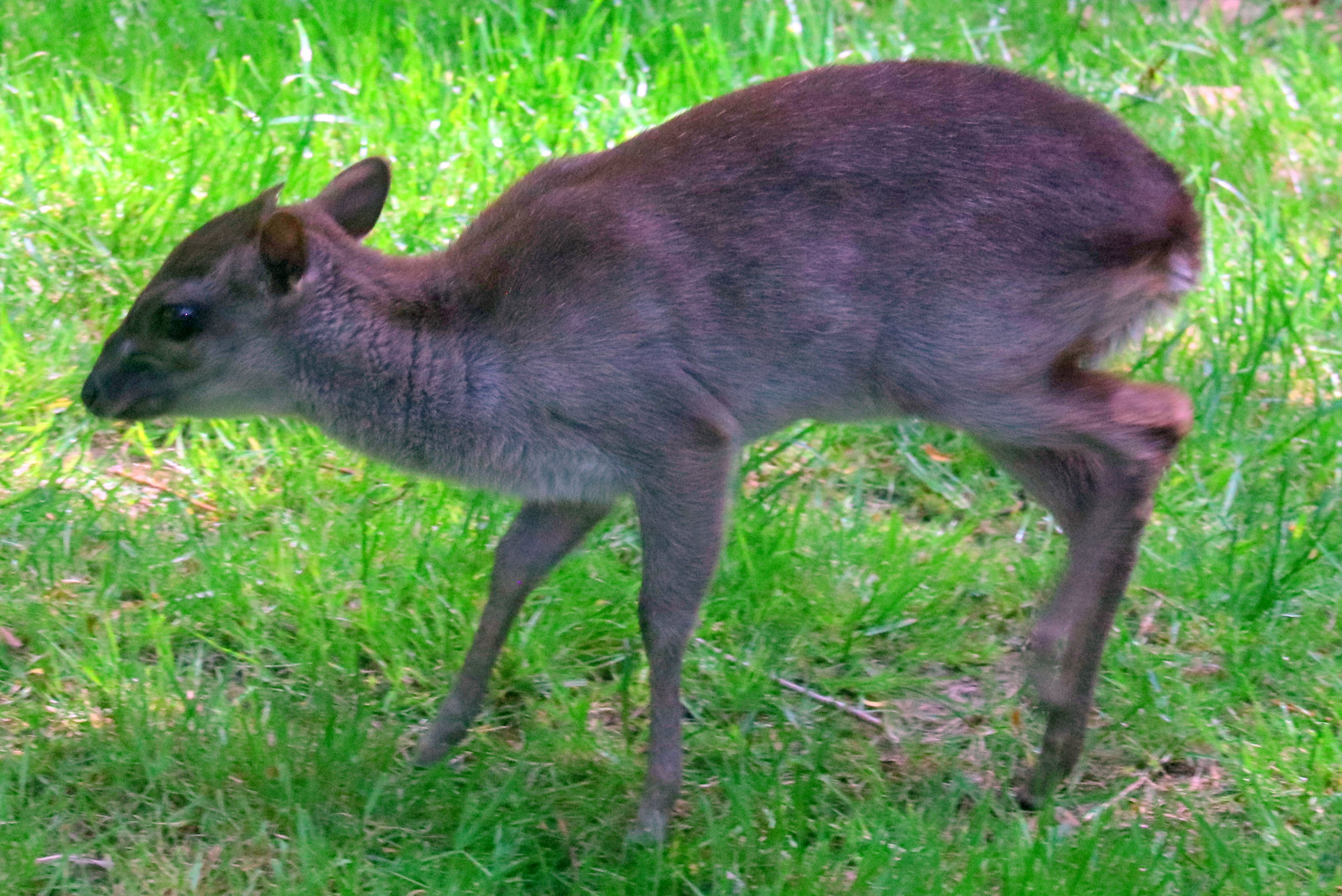 Blue duiker; Colchester; 6th May 2022