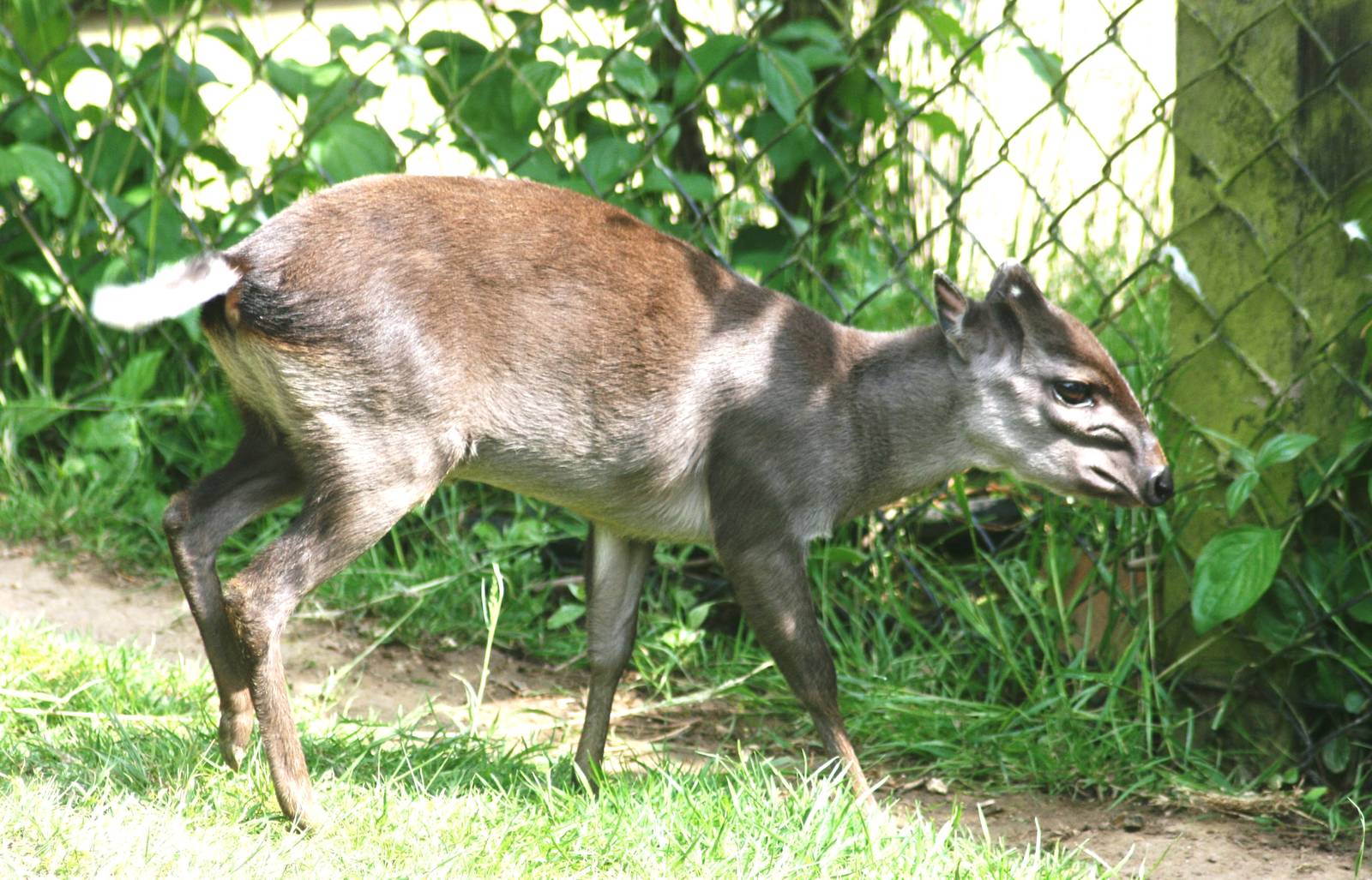 Blue duiker; Colchester Zoo; 5th June 2010