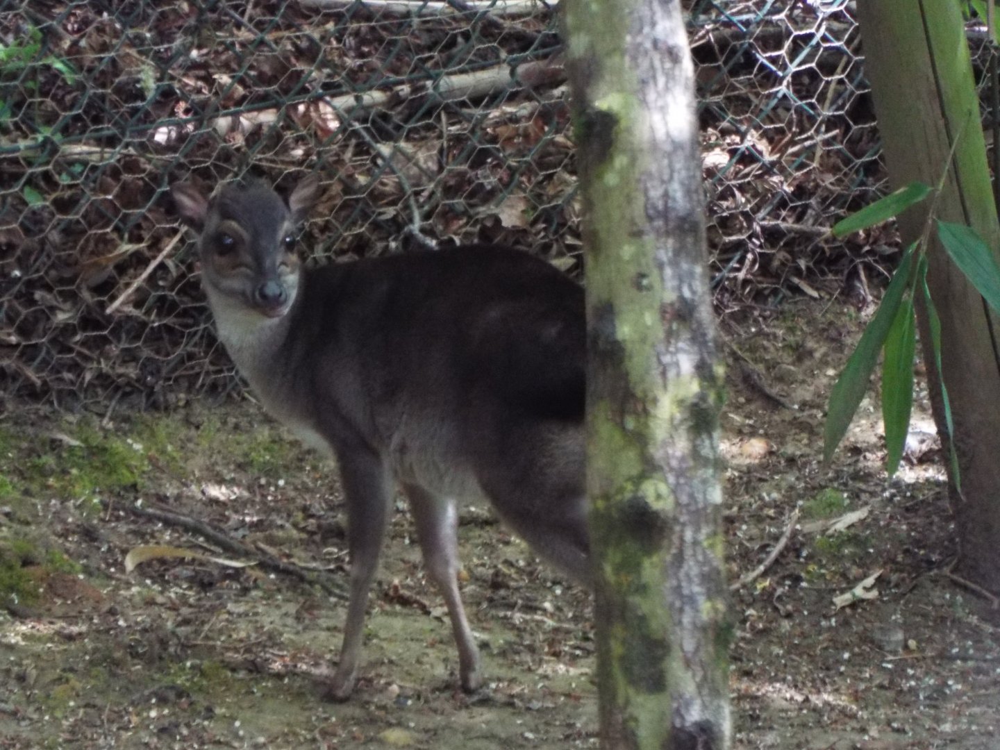 Blue Duiker, Colchester Zoo
