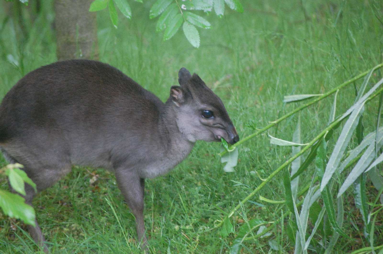 Blue Duiker Eating