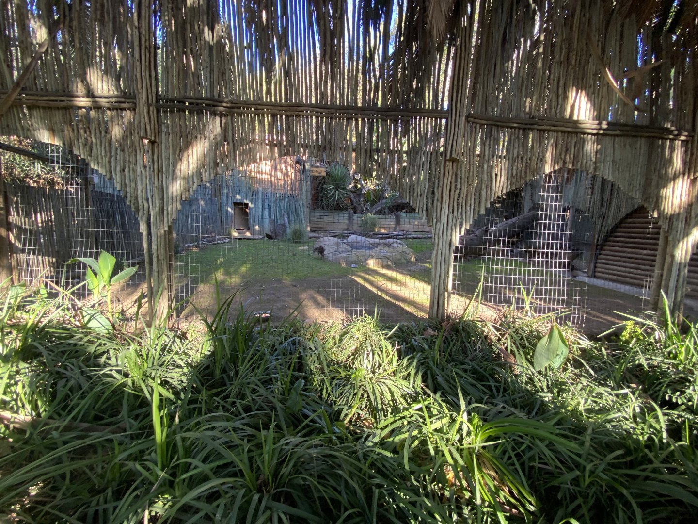 Blue duiker enclosure 1