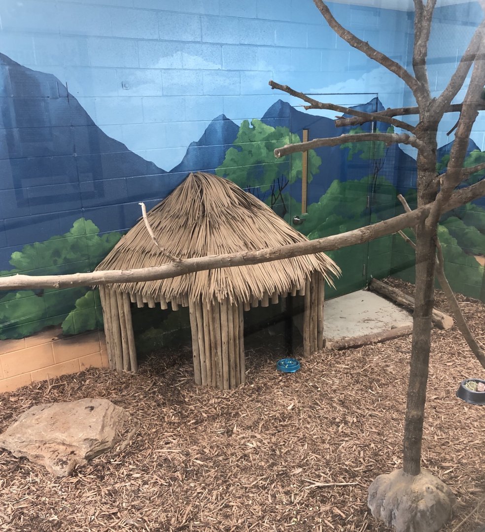 Blue Duiker Exhibit