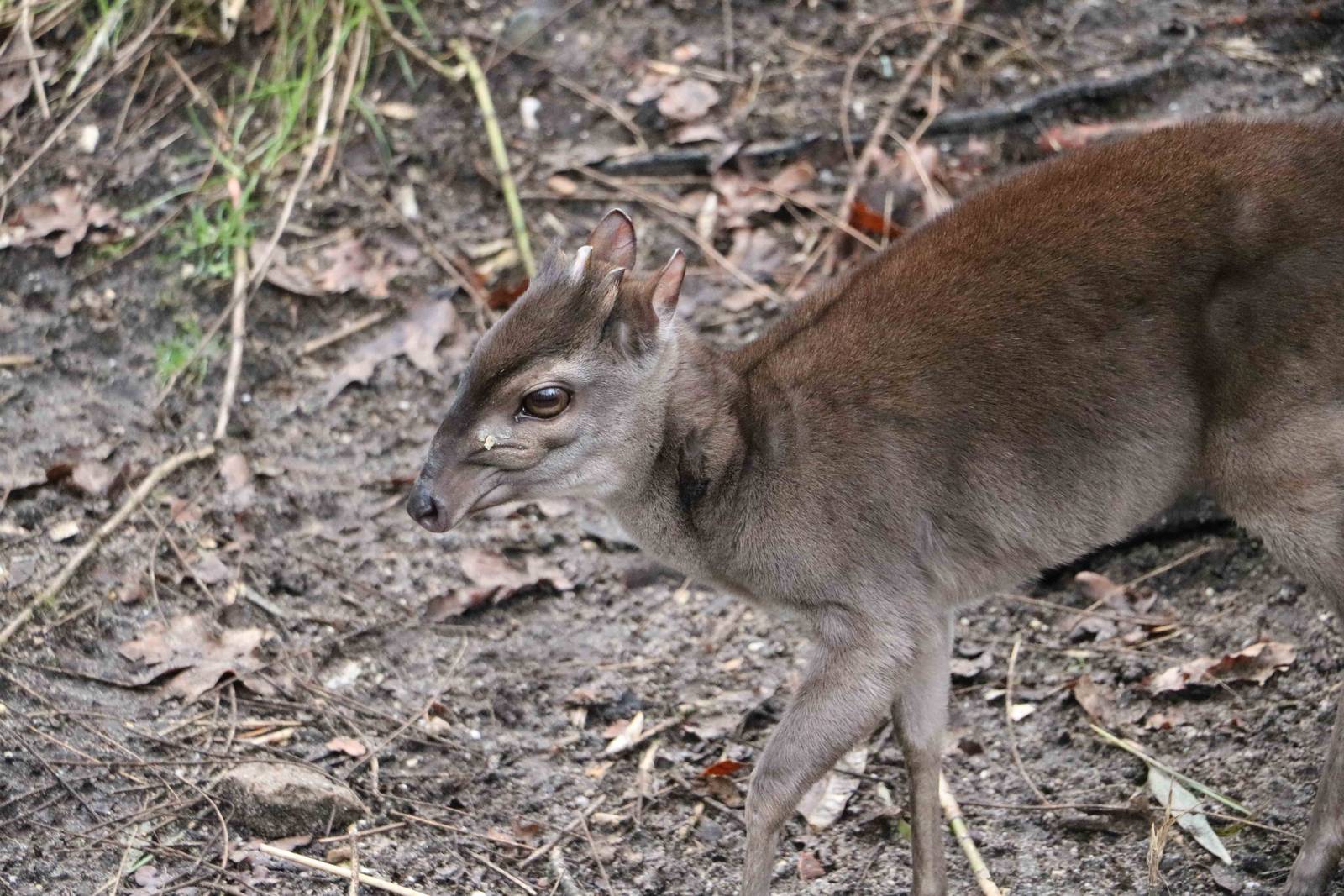 Blue duiker, February 2016