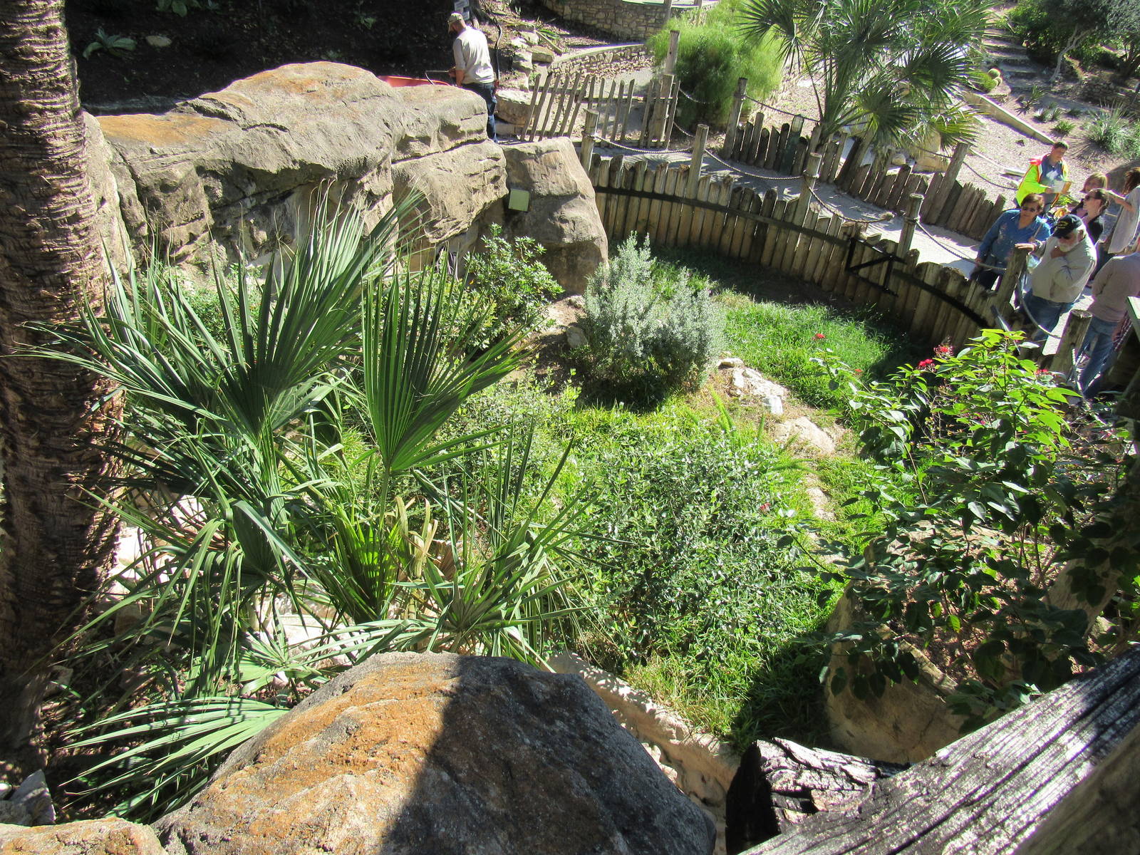 Blue Duiker Habitat- larger than it appears from the front
