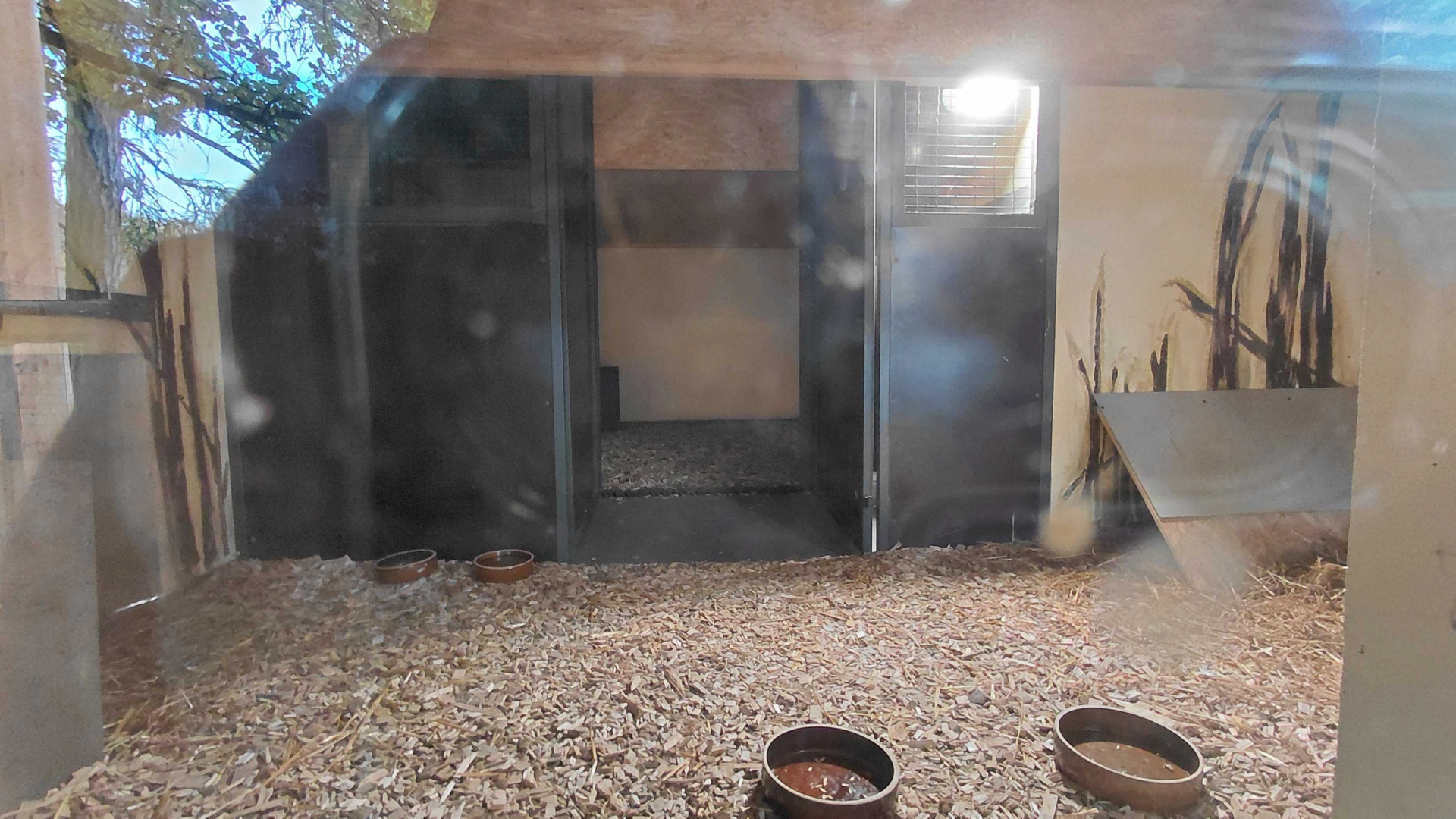 Blue duiker indoor exhibit