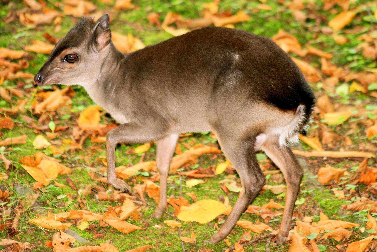 Blue duiker; Krefeld; 7th September 2014