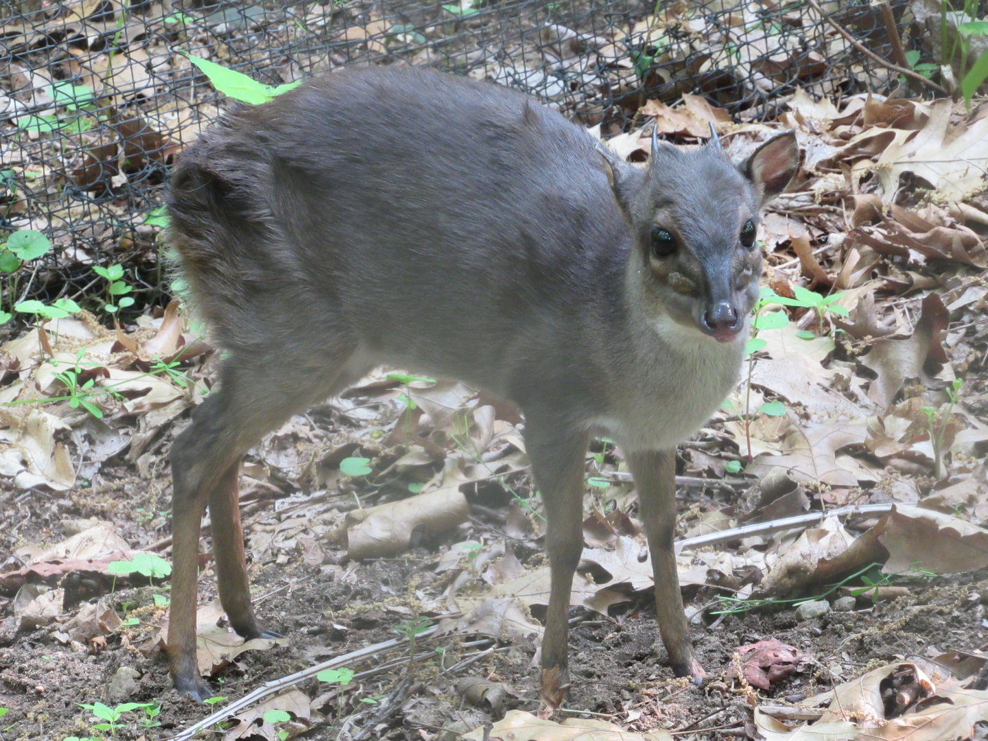 Blue Duiker LJ - 5/23/23